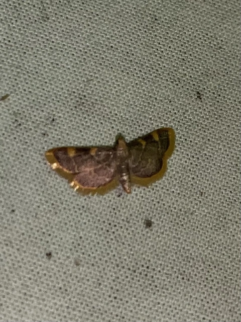 Hypsopygia costalis - szénailonca