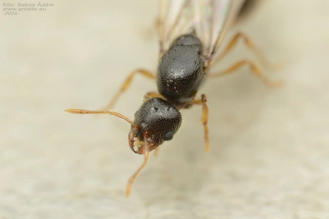 Solenopsis juliae