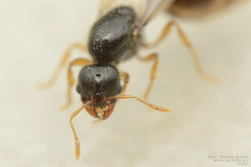 Solenopsis juliae