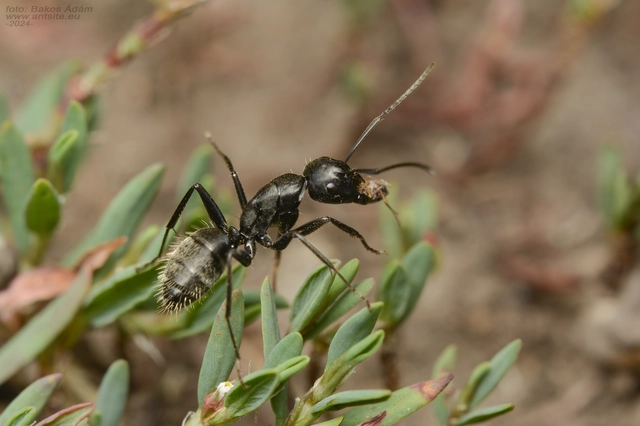 Camponotus vagus - fekete lóhangya