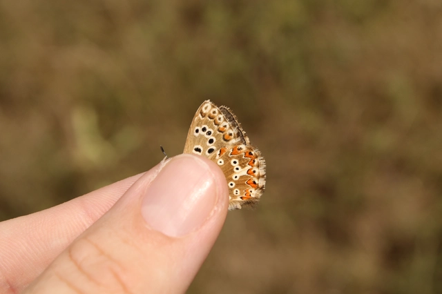 Polyommatus coridon - ezüstkék boglárka
