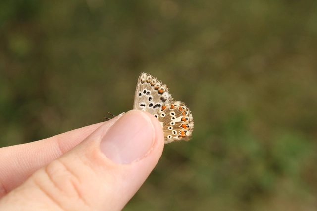 Polyommatus coridon - ezüstkék boglárka