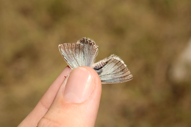 Polyommatus coridon - ezüstkék boglárka