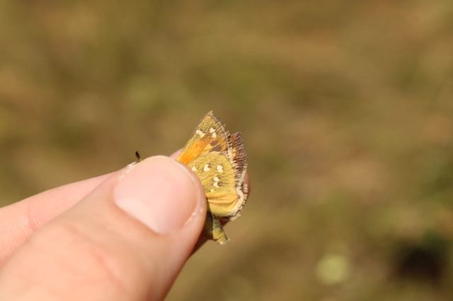 Hesperia comma - vesszős busalepke