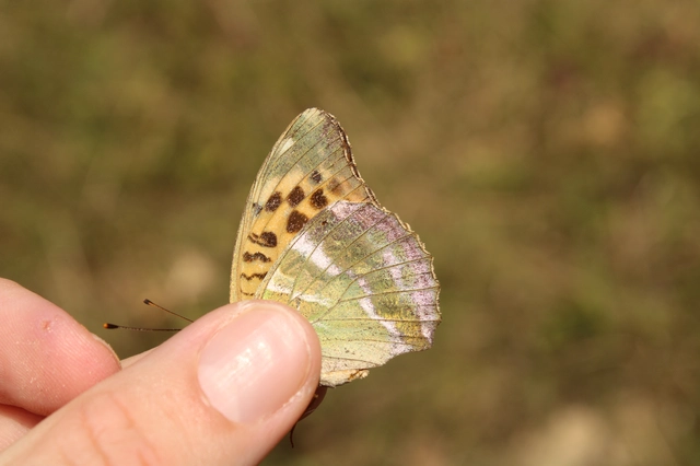 Argynnis paphia - nagy gyöngyházlepke