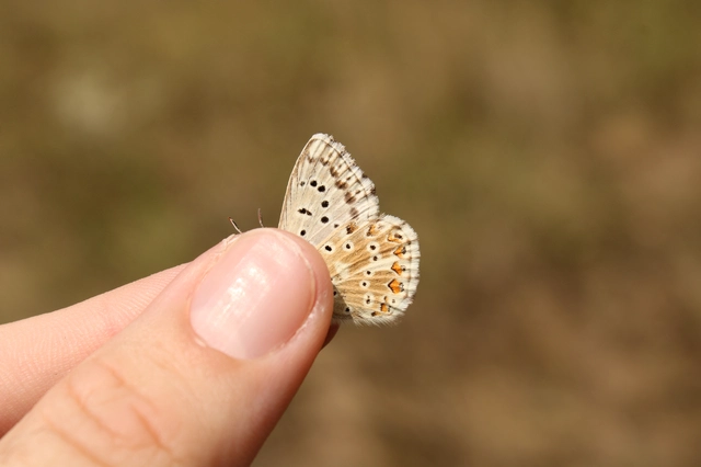 Polyommatus coridon - ezüstkék boglárka