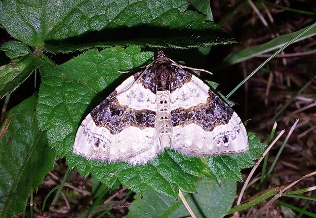 Cosmorhoe ocellata - szemes galajaraszoló