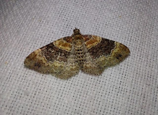 Xanthorhoe spadicearia - sávos tarkaaraszoló