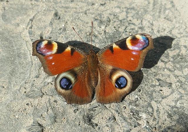 Nymphalis io - nappali pávaszem