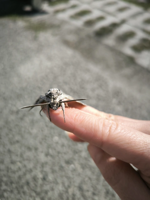 Agrius convolvuli - szulákszender