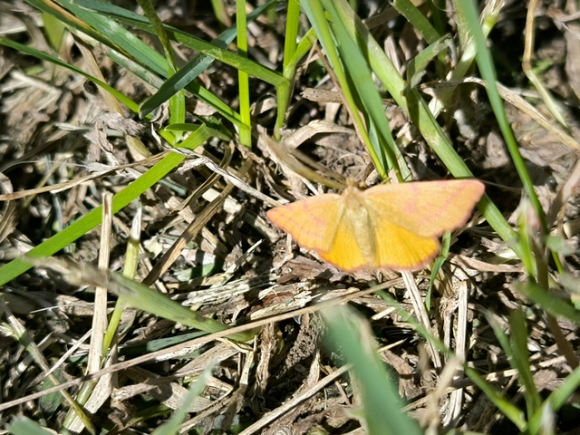 Lythria purpuraria - bíborsávos araszoló