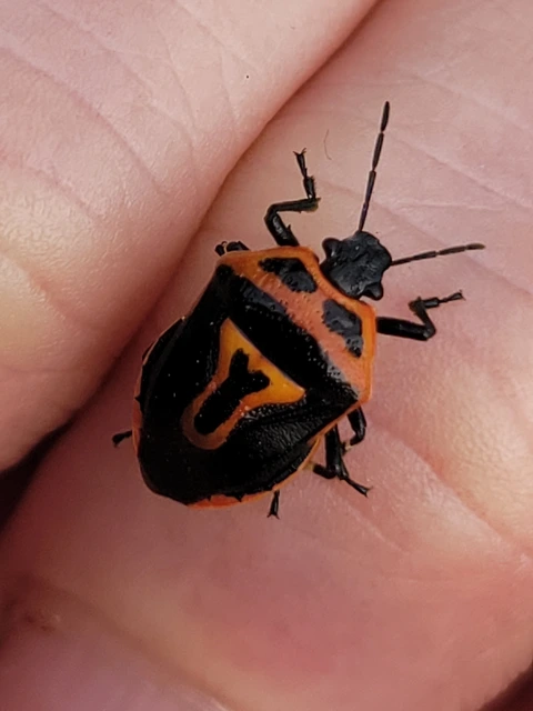Perillus bioculatus