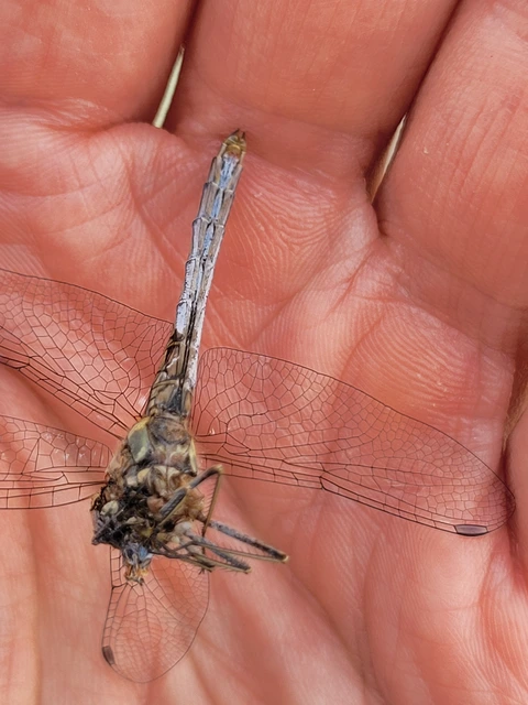 Sympetrum striolatum - harántsávos katona-szitakötő