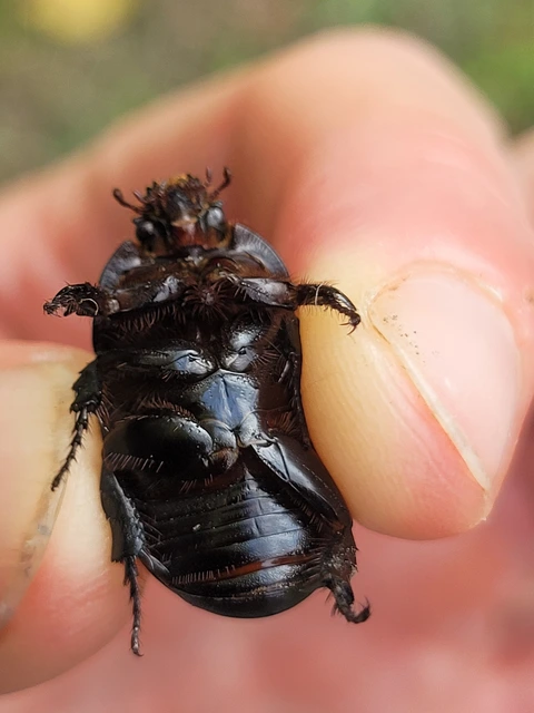 Pentodon idiota - butabogár