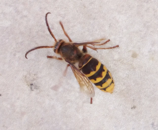 Vespa crabro - lódarázs