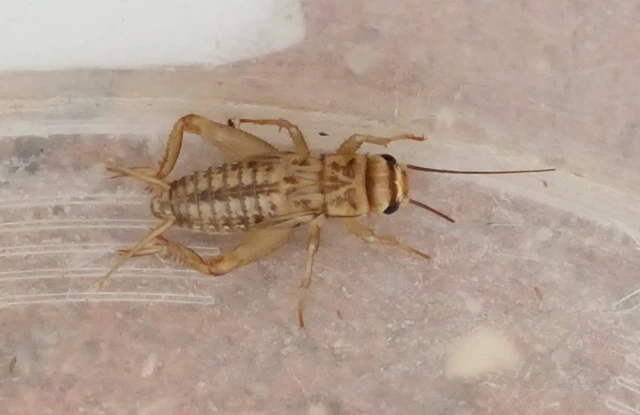 Acheta domesticus - házi tücsök
