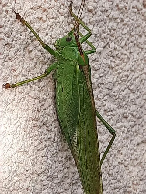 Tettigonia viridissima - zöld lombszöcske