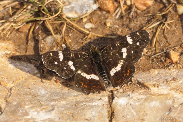 Araschnia levana - pókhálós lepke