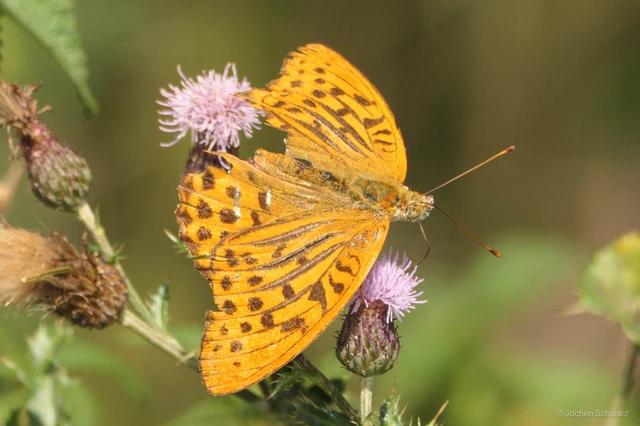 Argynnis paphia - nagy gyöngyházlepke