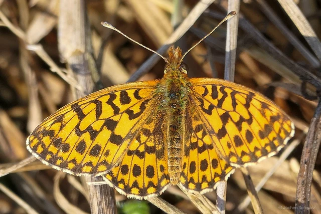 Boloria dia - kis gyöngyházlepke