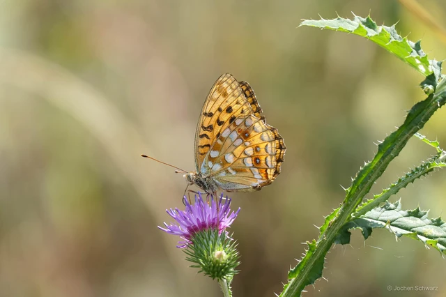 Argynnis adippe - ezüstös gyöngyházlepke