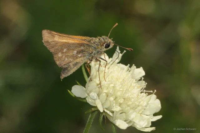 Hesperia comma - vesszős busalepke