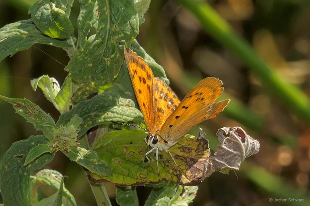 Lycaena virgaureae - arany-tűzlepke