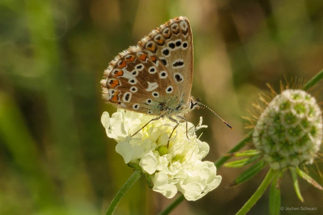 Polyommatus coridon - ezüstkék boglárka