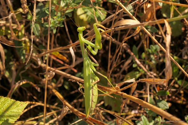 Mantis religiosa - imádkozósáska