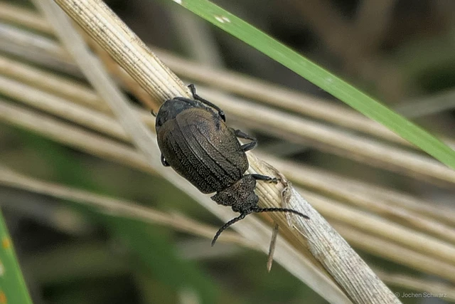 Galeruca pomonae - barna olajosbogár