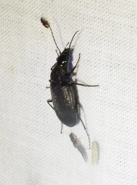 Chlaenius tristis - fekete bűzfutó