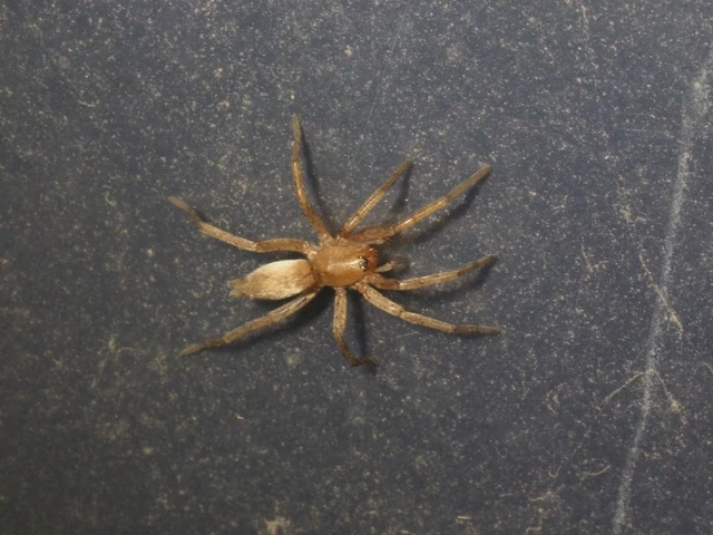 Drassodes/Drassodex