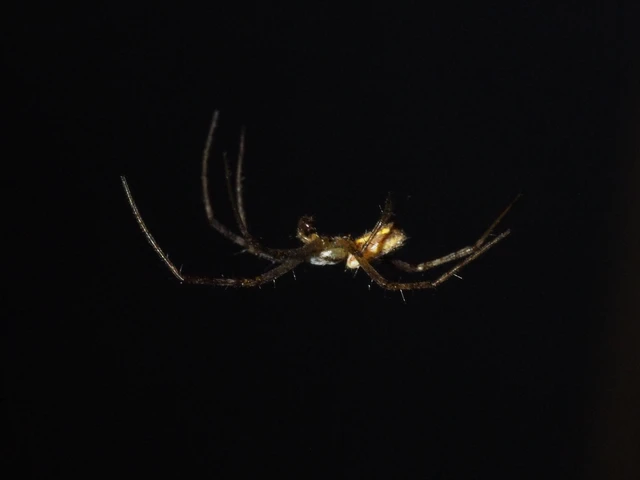 Argiope