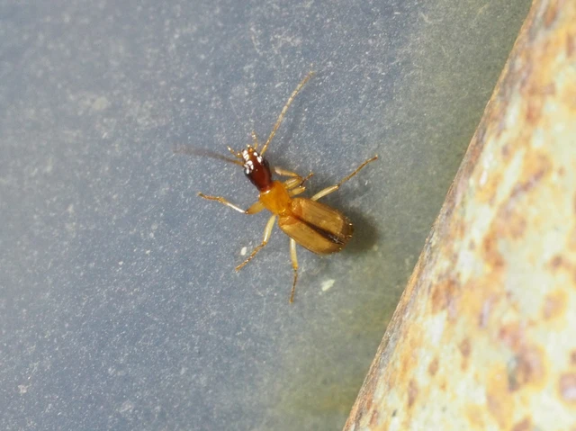 Paradromius longiceps - hosszúfejű kéregfutó