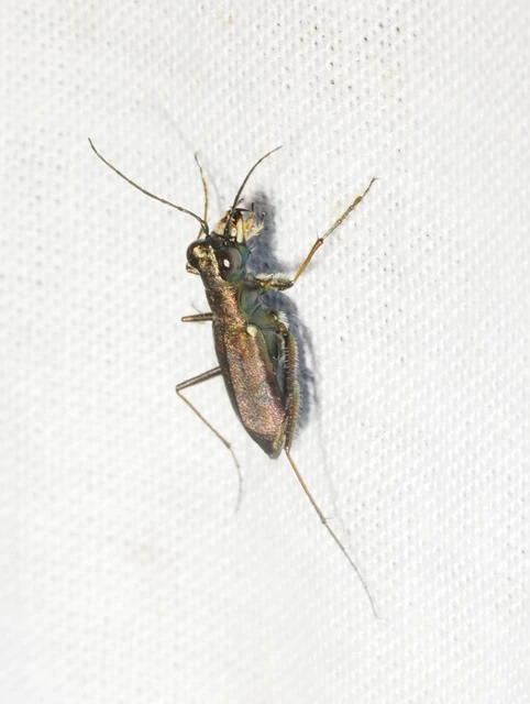 Cylindera germanica - parlagi homokfutrinka