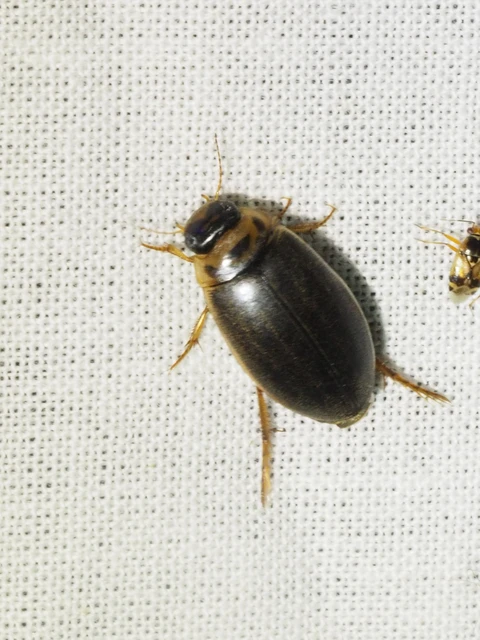 Rhantus frontalis - sárgamellű particsíkbogár