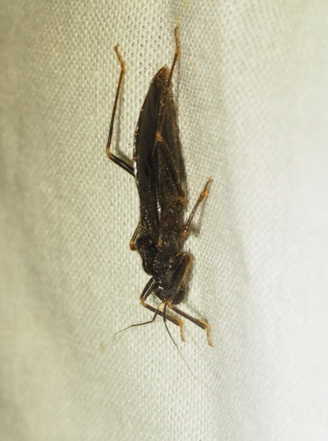 Reduvius personatus - szemetes zugpoloska