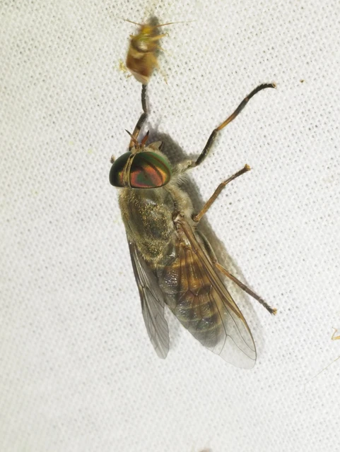 Tabaninae