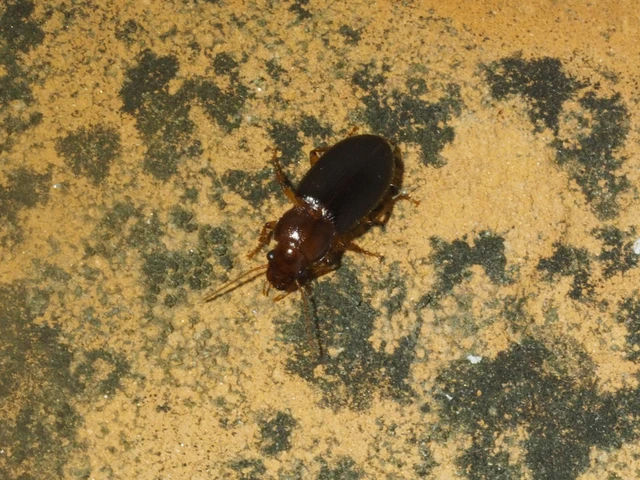 Ophonus rufibarbis - közönséges bársonyfutó