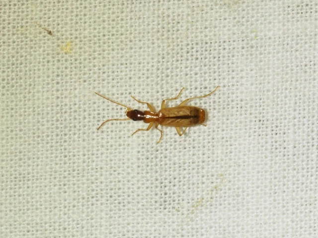 Paradromius longiceps - hosszúfejű kéregfutó