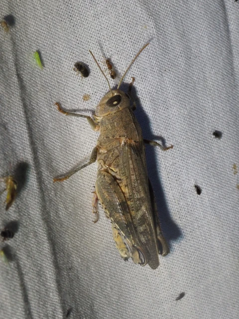 Calliptamus italicus - olaszsáska