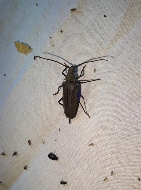 Aegosoma scabricorne - diófacincér