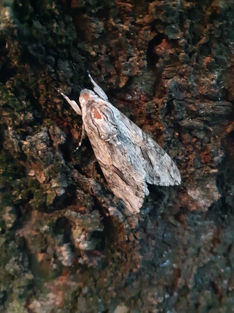 Agrius convolvuli - szulákszender