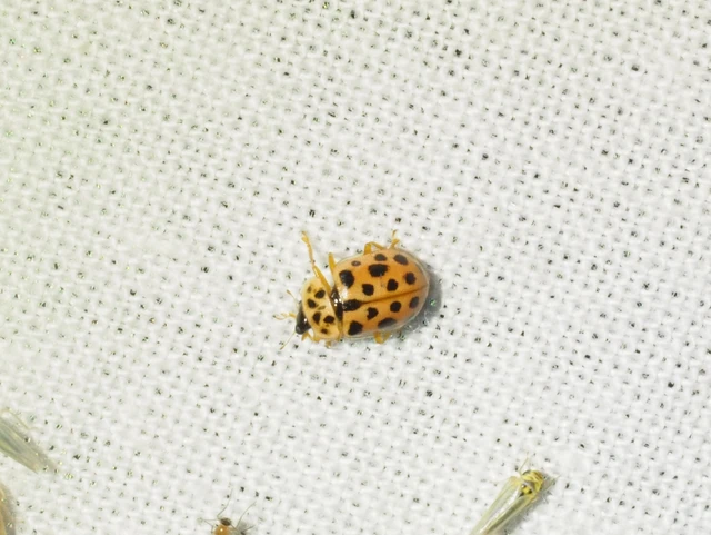 Anisosticta novemdecimpunctata - tizenkilencpettyes katica