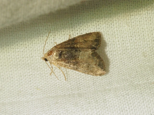 Mesoligia furuncula - kétszínű dudvabagoly