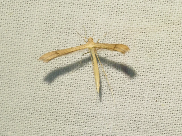 Pterophoridae - tollasmolyfélék