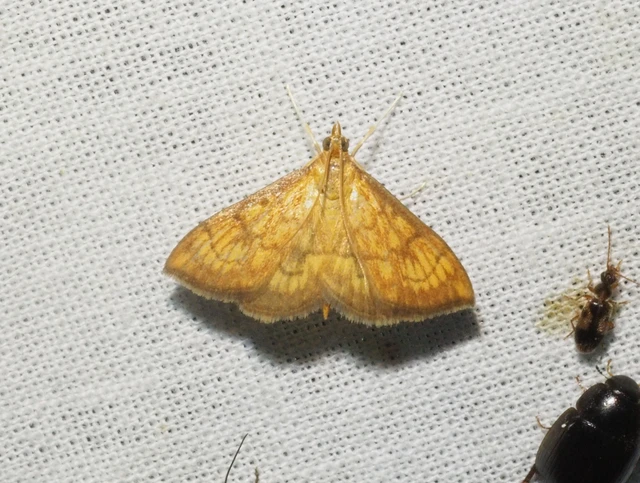 Ecpyrrhorrhoe rubiginalis - rozsdavörös tűzmoly