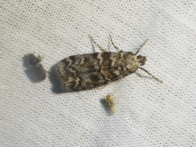 Dioryctria