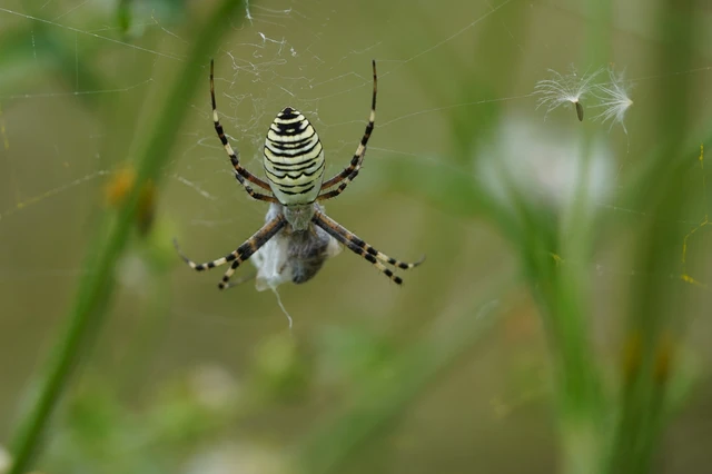 Argiope bruennichi - darázspók