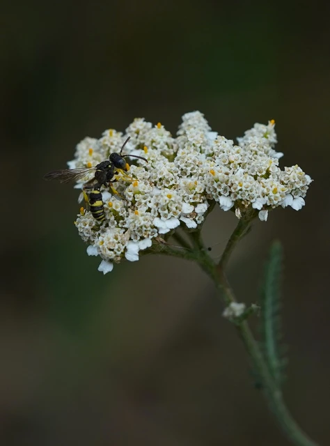 Crabronidae - szitásdarazsak
